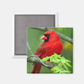 Aimant Cardinals de Northern (Recto/Verso)