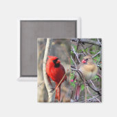 Aimant Cardinaux de printemps (Recto/Verso)