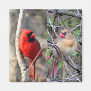 Aimant Cardinaux de printemps