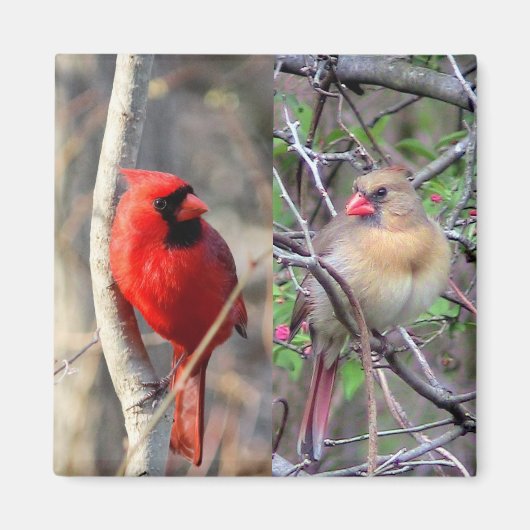 Aimant Cardinaux de printemps (Devant)