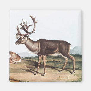Aimant Caribou, Cerf de la Rein (Tarandus furcifer)