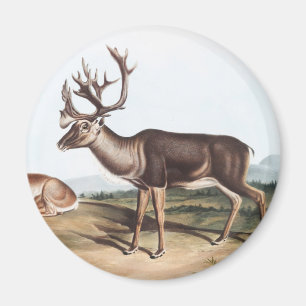 Aimant Caribou, Cerf de la Rein (Tarandus furcifer)