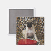 Aimant Carlin chiot assis contre poster de animal (Recto/Verso)