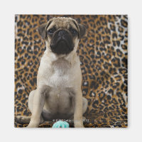 Carlin chiot assis contre poster de animal 2