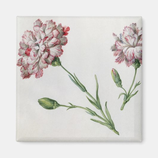 Aimant Carnations (Devant)
