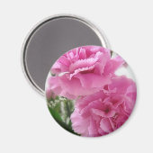 Aimant Carnations roses 1 (Recto/Verso)