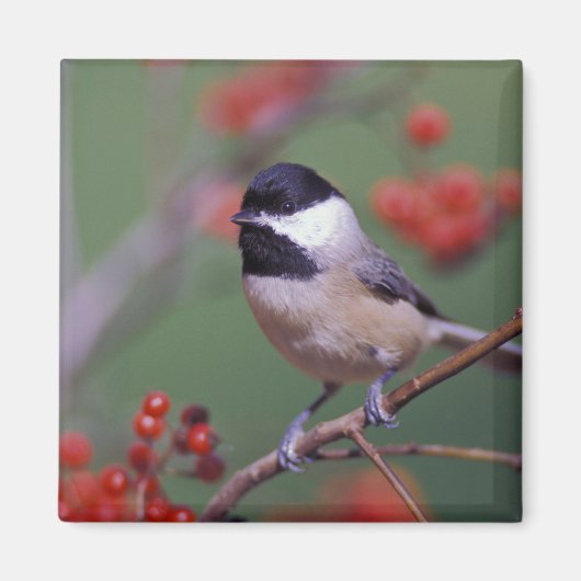Aimant Carolina Chickadee (Devant)