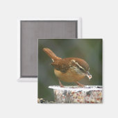 Aimant Carolina Wren (Recto/Verso)