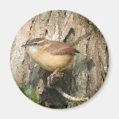 aimant Carolina Wren (Devant)