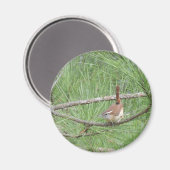 Aimant Carolina Wren in Pine Tree (Recto/Verso)