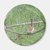 Aimant Carolina Wren in Pine Tree (Devant)