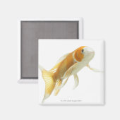 Aimant Carpe (Cyprinus carpio) (Recto/Verso)