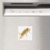 Aimant Carpe (Cyprinus carpio) (In Situ (Lave-vaisselle))