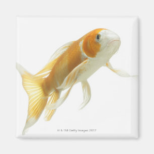 Aimant Carpe (Cyprinus carpio)