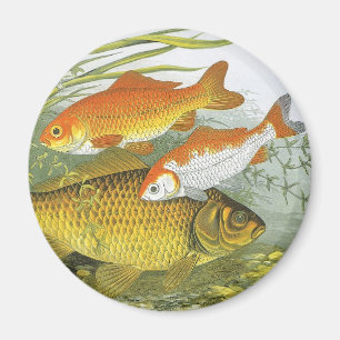 Aimant Carpe Koï Poisson Rouge, Vie Maritime Aquatique An