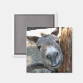 Aimant carré Burro Over Wagon Wheel (Recto/Verso)