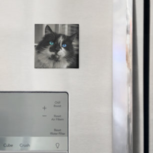 Aimant carré chat noir âme azur yeux bleus