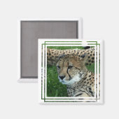 Aimant Carré Cheetah tacheté (Recto/Verso)