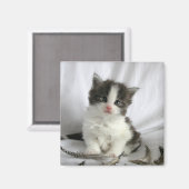 Aimant carré Cute Maine Coon (Recto/Verso)