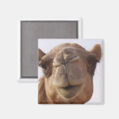Aimant Carré de chameau (Recto/Verso)
