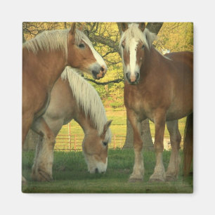 Aimant carré de chevaux de trait de palomino