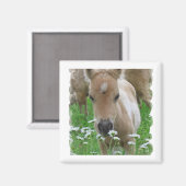 Aimant Carré de marguerites odorantes (Recto/Verso)