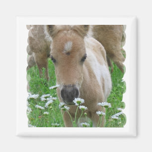 Aimant Carré de marguerites odorantes