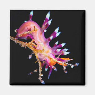 Aimant carré de Nudibranch