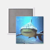 Aimant Carré de requin (Recto/Verso)