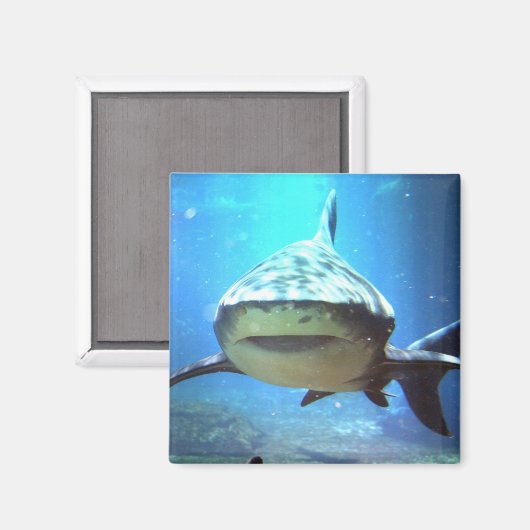 Aimant Carré de requin (Recto/Verso)