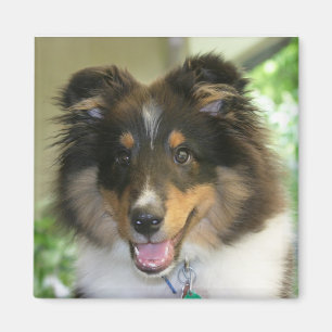 Aimant carré de Sheltie