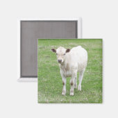 Aimant Carré de veau blanc (Recto/Verso)