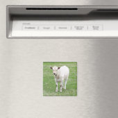 Aimant Carré de veau blanc (In Situ (Lave-vaisselle))