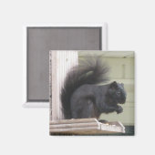 Aimant Carré d'écureuil noir (Recto/Verso)