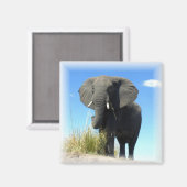 Aimant Carré d'éléphants africains (Recto/Verso)