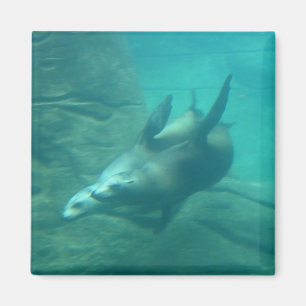 Aimant carré d'otaries