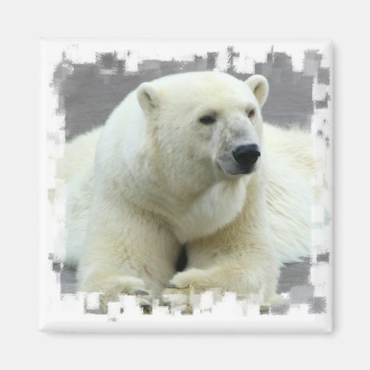 Aimant Carré d'ours polaire (Devant)
