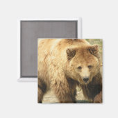 Aimant Carré grizzli (Recto/Verso)
