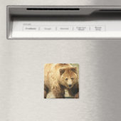 Aimant Carré grizzli (In Situ (Lave-vaisselle))