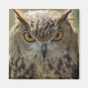 Aimant Carré photo Owl