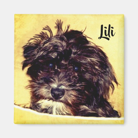 Aimant carré pour chien Schnoodle (Devant)