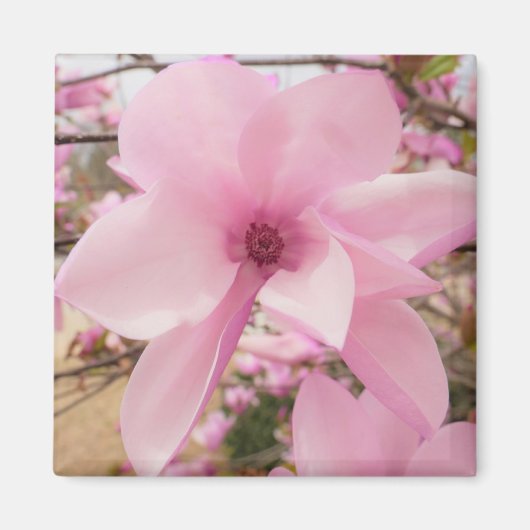 Aimant Carré rose Magnolia (Devant)