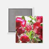 Aimant Carré Rose Sunny (Recto/Verso)