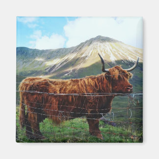 Aimant Carré Vache des Highlands - Faune Écossaise