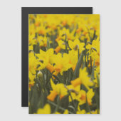 Aimant Carte Postale Champ de Jonquilles (Devant / Derrière)