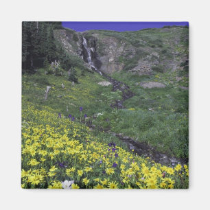 Aimant Cascade et fleurs sauvages dans une prairie alpine