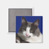 Aimant Casey White Grey Chat (Recto/Verso)