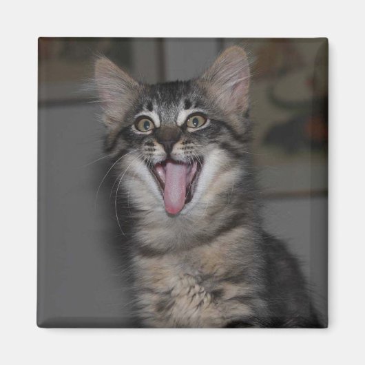 Aimant Caspien Yawning Kitten (Devant)