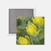 Aimant Castilleja (Recto/Verso)