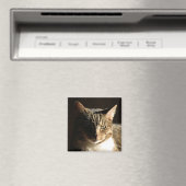 Aimant cat (In Situ (Lave-vaisselle))